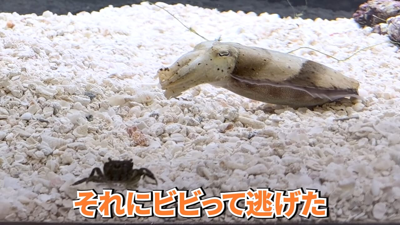 ｜スーパーに売っていた“瀕死のイカ”→連れて帰って水槽に入れたら…。数日後の姿に「なんだか泣けてきた」「マジで感動」