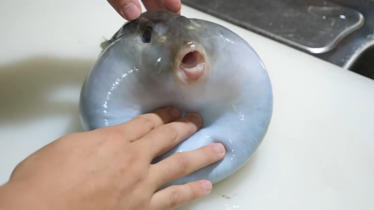 ｜「うわぁー！」全身『水』のフグを割ってみた。出てきた中身に撮影者も驚愕。「こんなの食べてるんだ」「クサい」