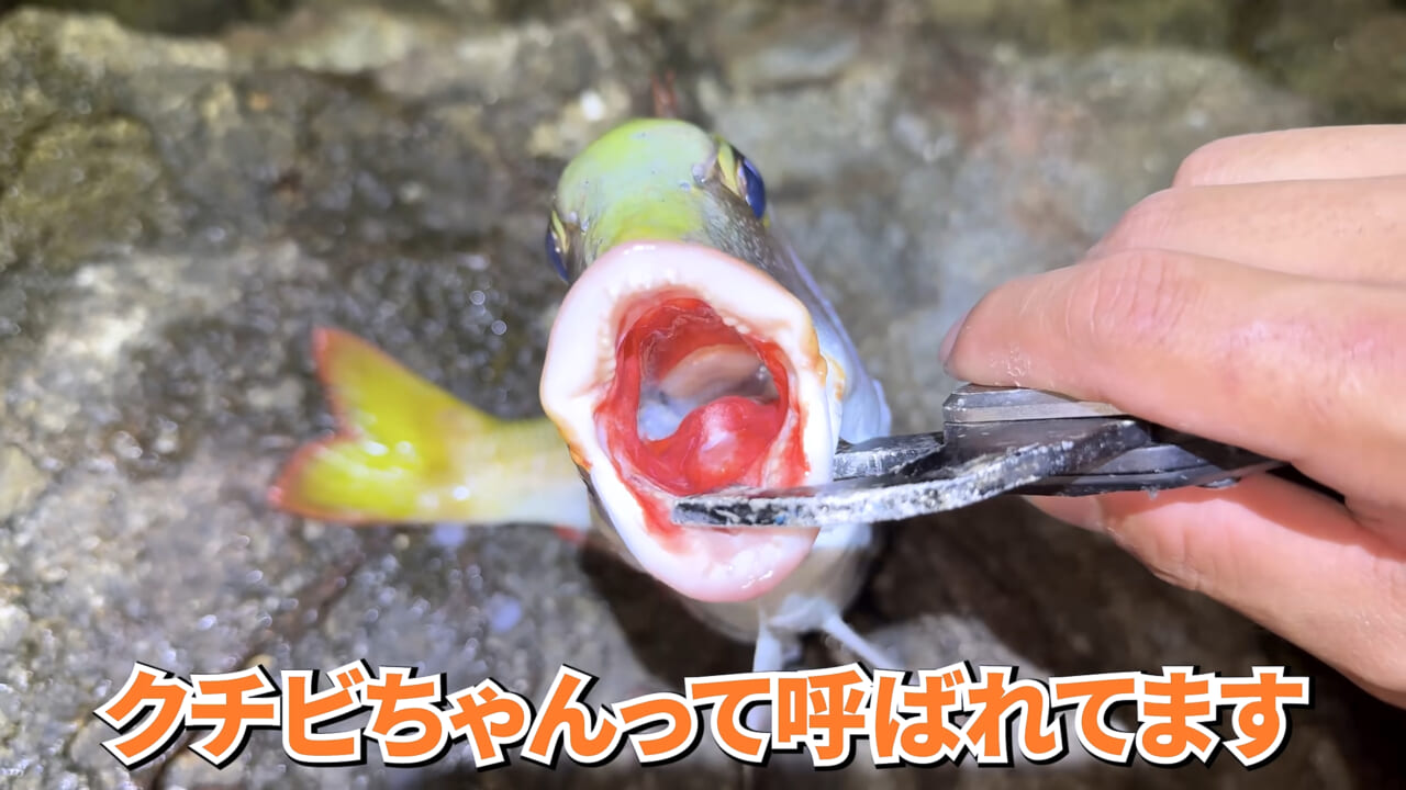 ｜「やばい、コレきたわ…」「人を海へ引きずり込む」世界最大の『化け物アジ』が潜む海の上で3日間過ごしてみたら…。