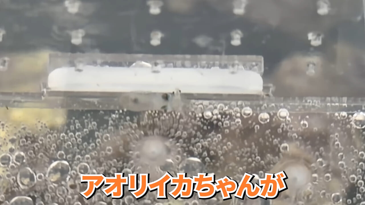 |スーパーで売っていた『白い塊』→水槽に入れたら思わぬ結果に。「すごい、貴重な映像」「めっちゃ可愛い」