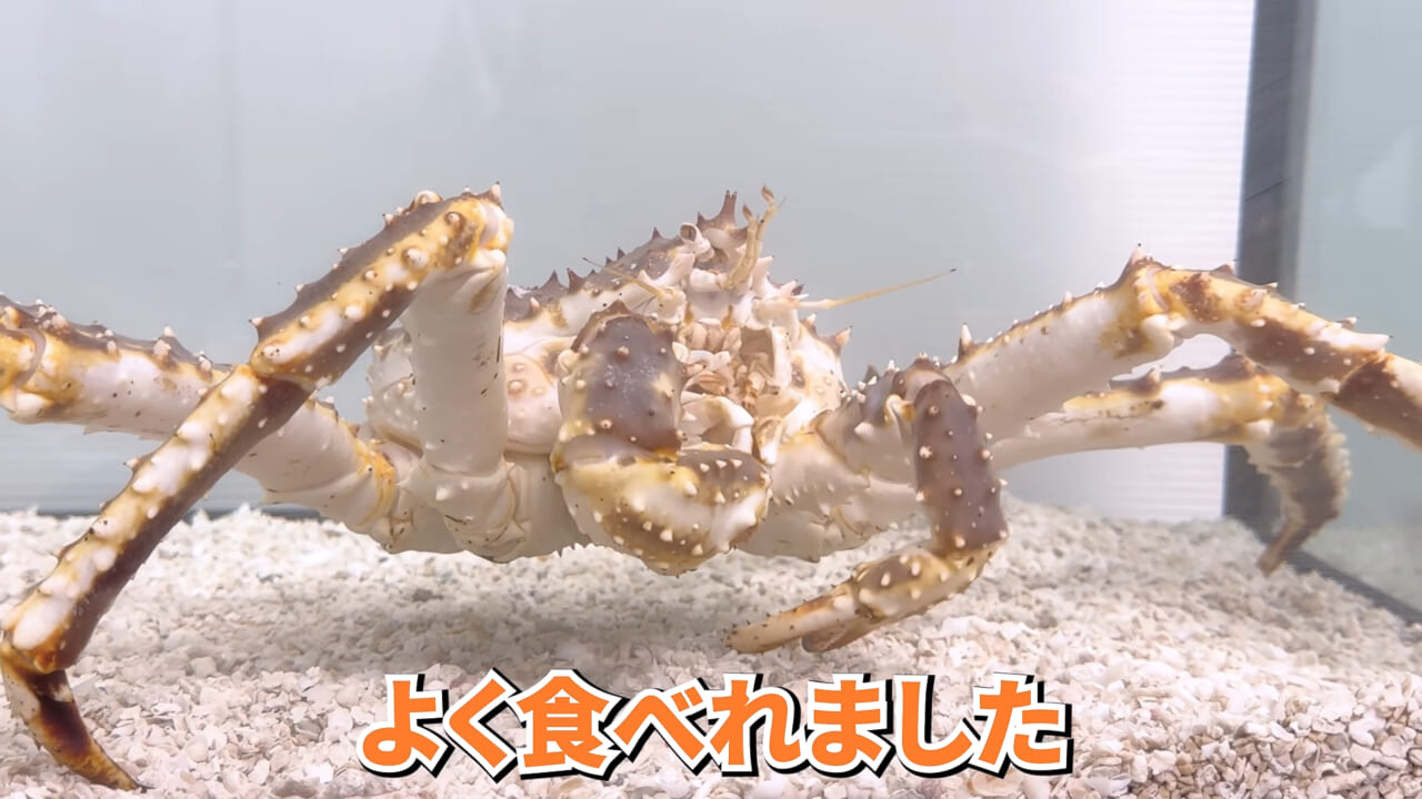 |スーパーで売っていた『白い塊』→水槽に入れたら思わぬ結果に。「すごい、貴重な映像」「めっちゃ可愛い」
