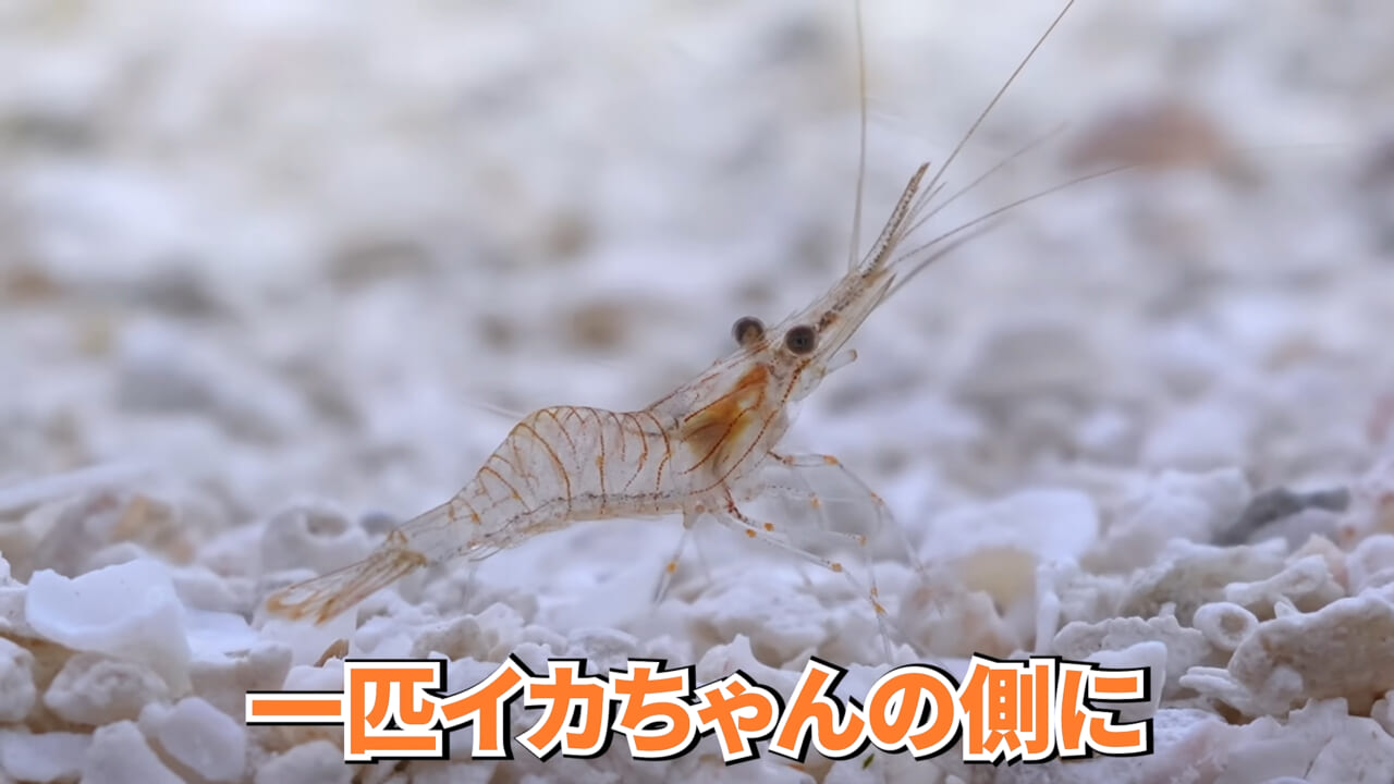 ｜スーパーに売っていた“瀕死のイカ”→連れて帰って水槽に入れたら…。数日後の姿に「なんだか泣けてきた」「マジで感動」