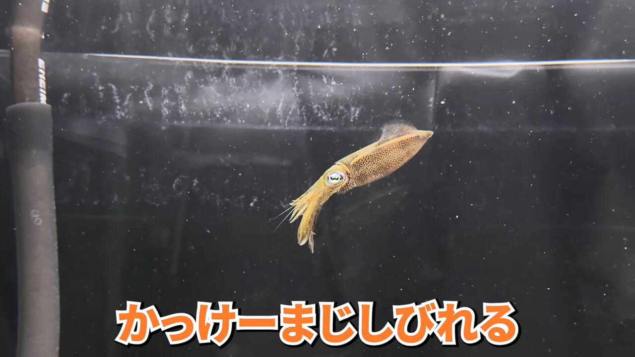 ｜スーパーで売っていた『白い塊』→水槽に入れたら思わぬ結果に。「すごい、貴重な映像」「めっちゃ可愛い」