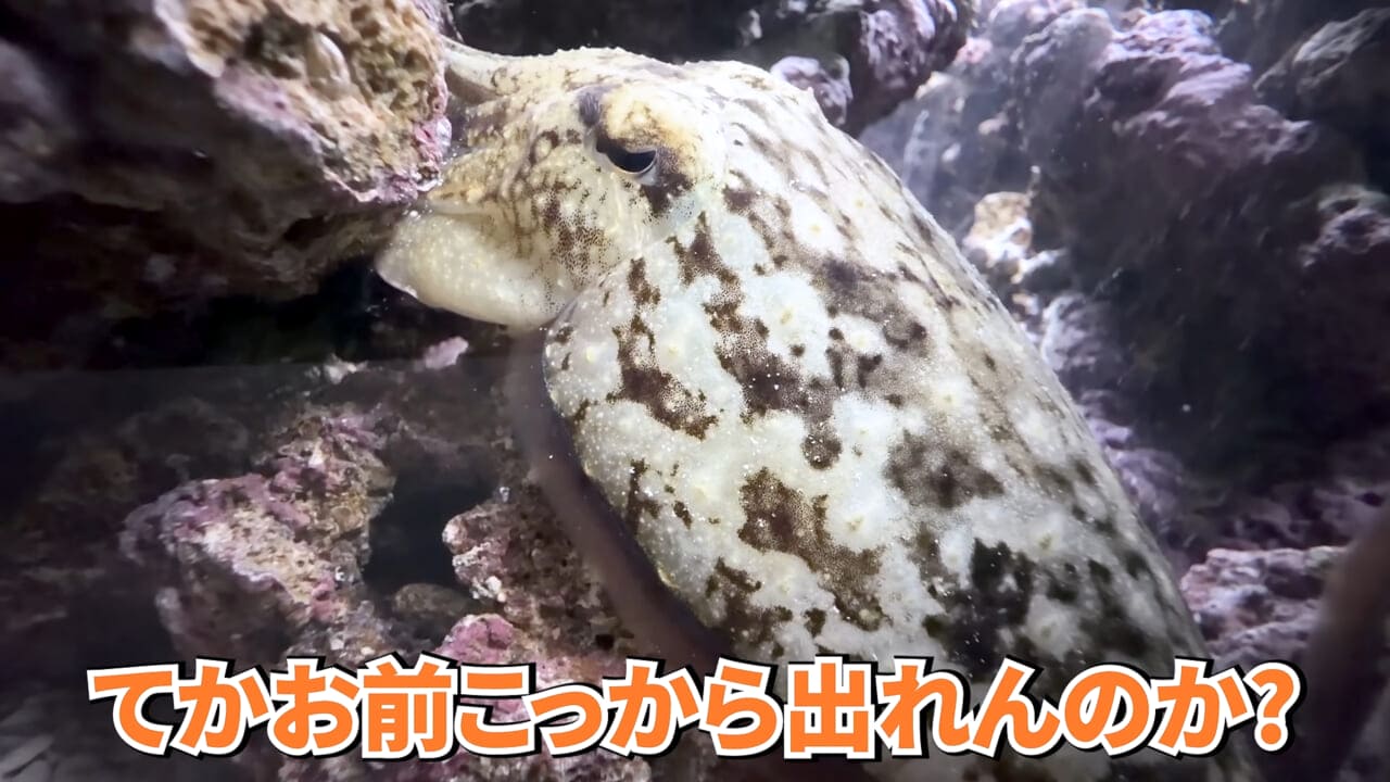 |スーパーに売っていた“瀕死のイカ”→連れて帰って水槽に入れたら…。数日後の姿に「なんだか泣けてきた」「マジで感動」