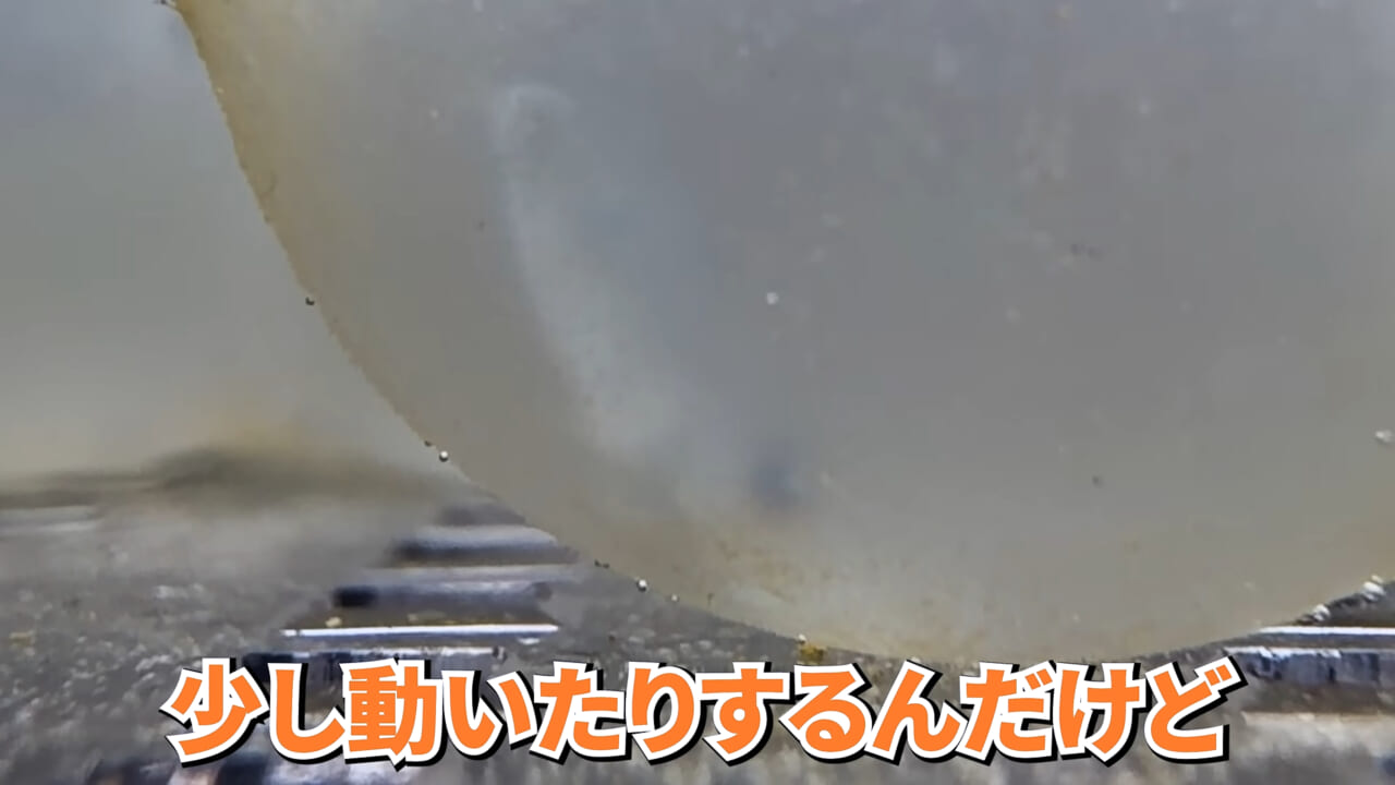 |スーパーで売っていた『白い塊』→水槽に入れたら思わぬ結果に。「すごい、貴重な映像」「めっちゃ可愛い」