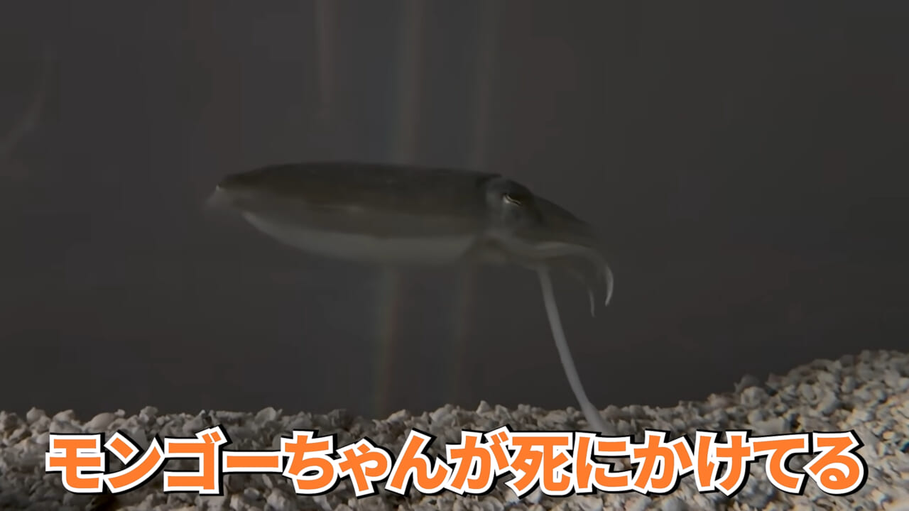 |スーパーに売っていた“瀕死のイカ”→連れて帰って水槽に入れたら…。数日後の姿に「なんだか泣けてきた」「マジで感動」