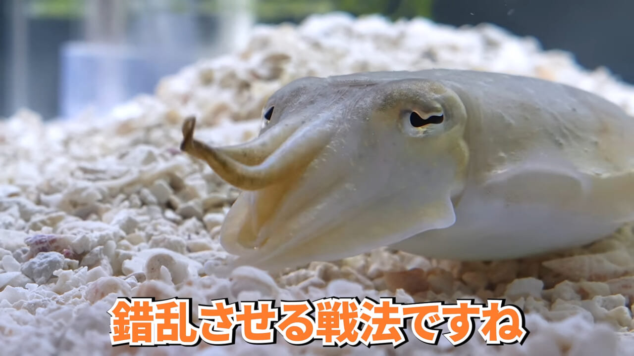 |スーパーに売っていた“瀕死のイカ”→連れて帰って水槽に入れたら…。数日後の姿に「なんだか泣けてきた」「マジで感動」