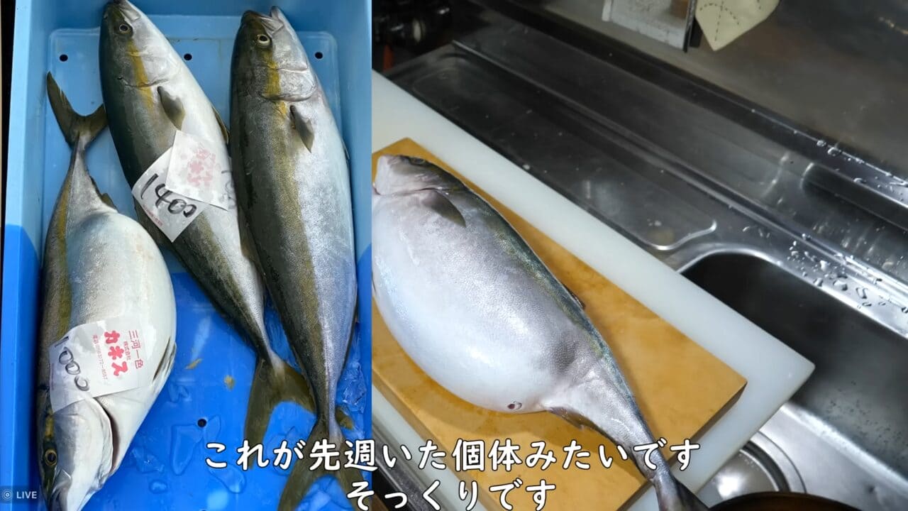 ｜「えーっ！」異常なまでに腹が膨れた『ハマチ』を発見→持ち帰ってお腹を割ったら、“衝撃的”な瞬間に。「こんなのはじめて見た」