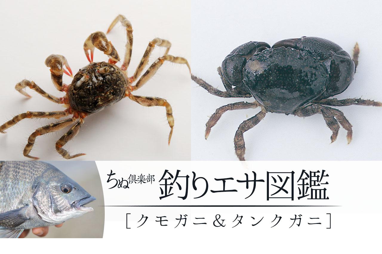 クモガニ タンクガニ クロダイを釣るためのエサ図鑑 ちぬ倶楽部 ルアマガプラス