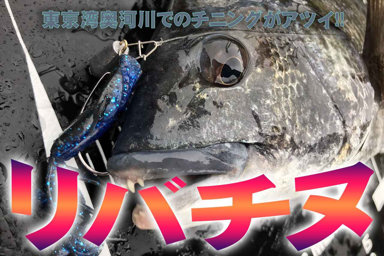 東京湾奥河川でのクロダイ釣りが熱い リバチヌ なら24時間いつでも楽しめます ルアマガ