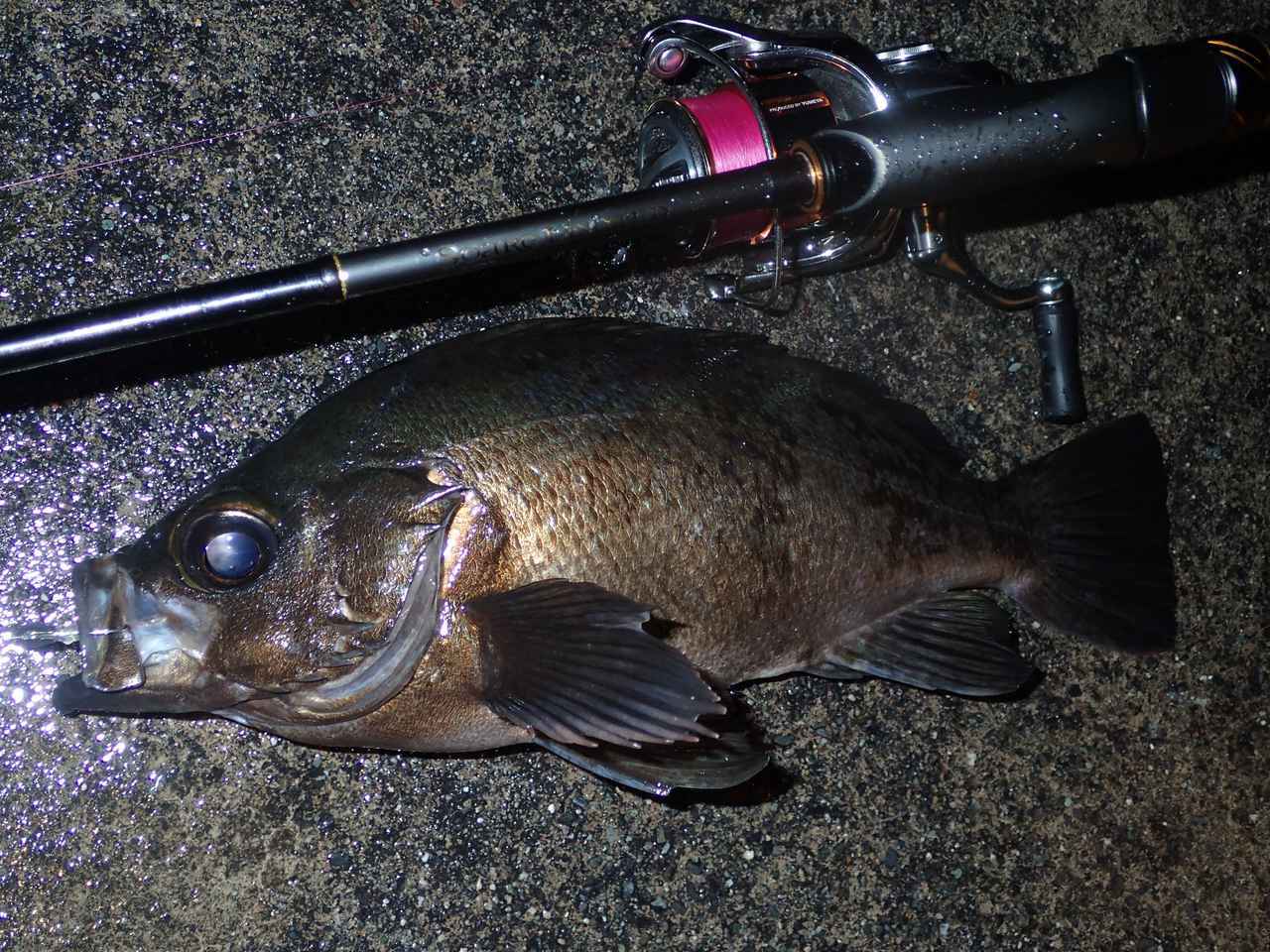 尺メバルが釣れる場所とルアー 鍵はベイトフィッシュの存在 ルアマガ