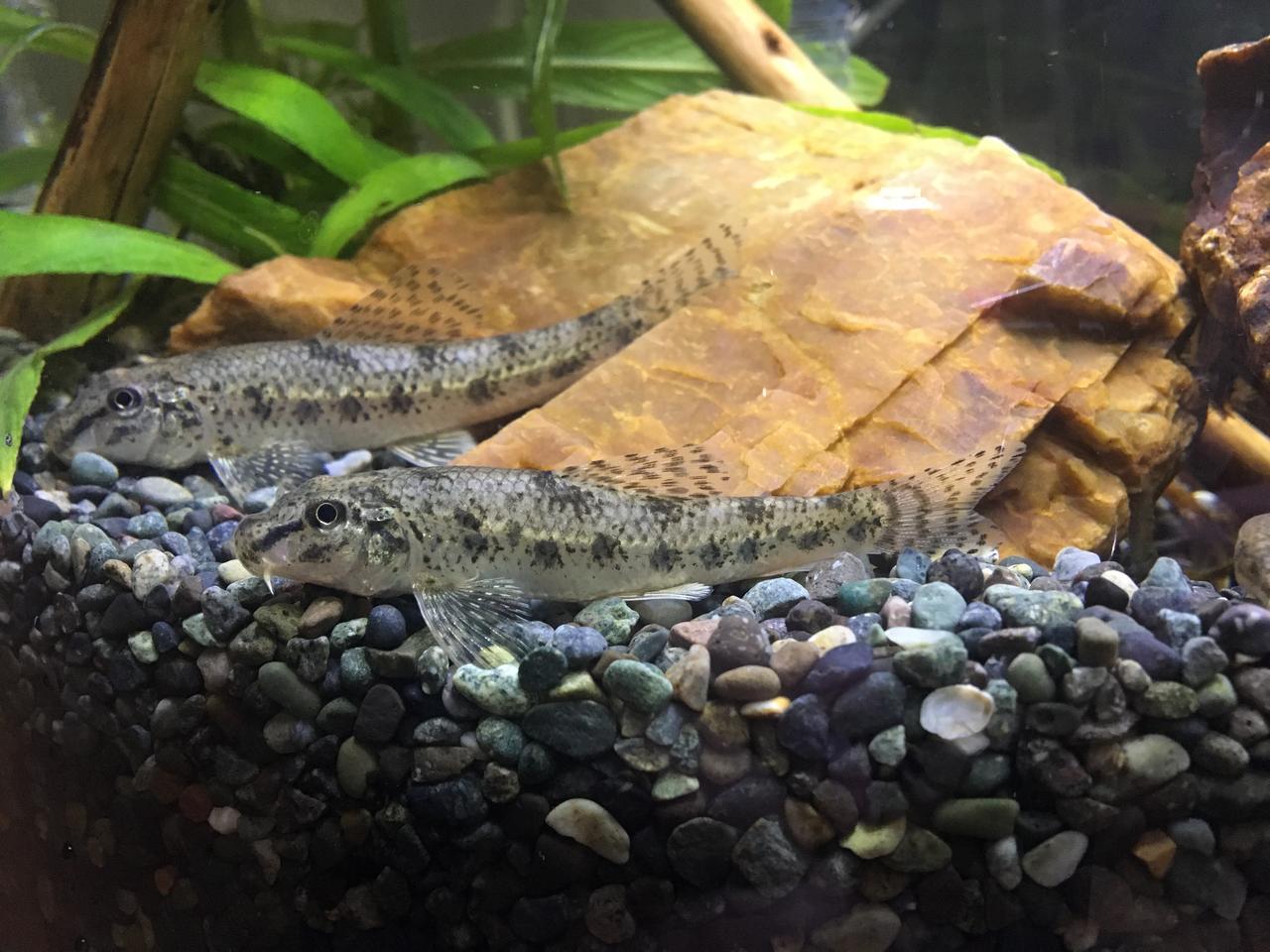 多魚種と混泳オヤニラミ ミニ淡水魚図鑑 釣った 採った で魚を飼ったり育てたり アクアリウム奮闘記 06 ルアマガ 多魚種と混泳オヤニラミ ミニ淡水魚図鑑 釣った 採った で魚を飼ったり育てたり アクアリウム奮闘記 06 ルアマガ
