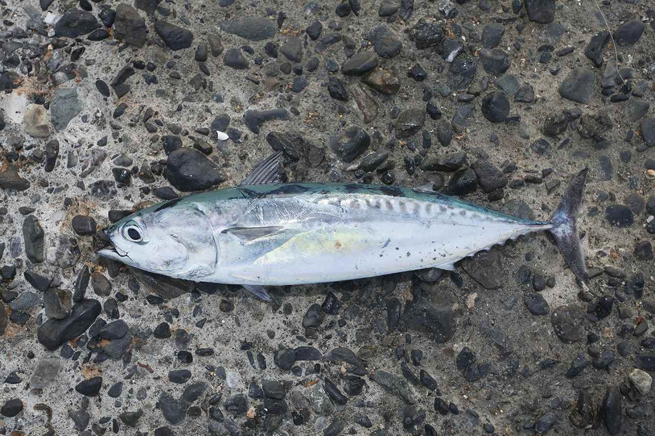 ソウダガツオを釣るコツは アクションをさせすぎないこと 渡邉式 ライトショアジギング魚種別釣り分けテク ルアマガ