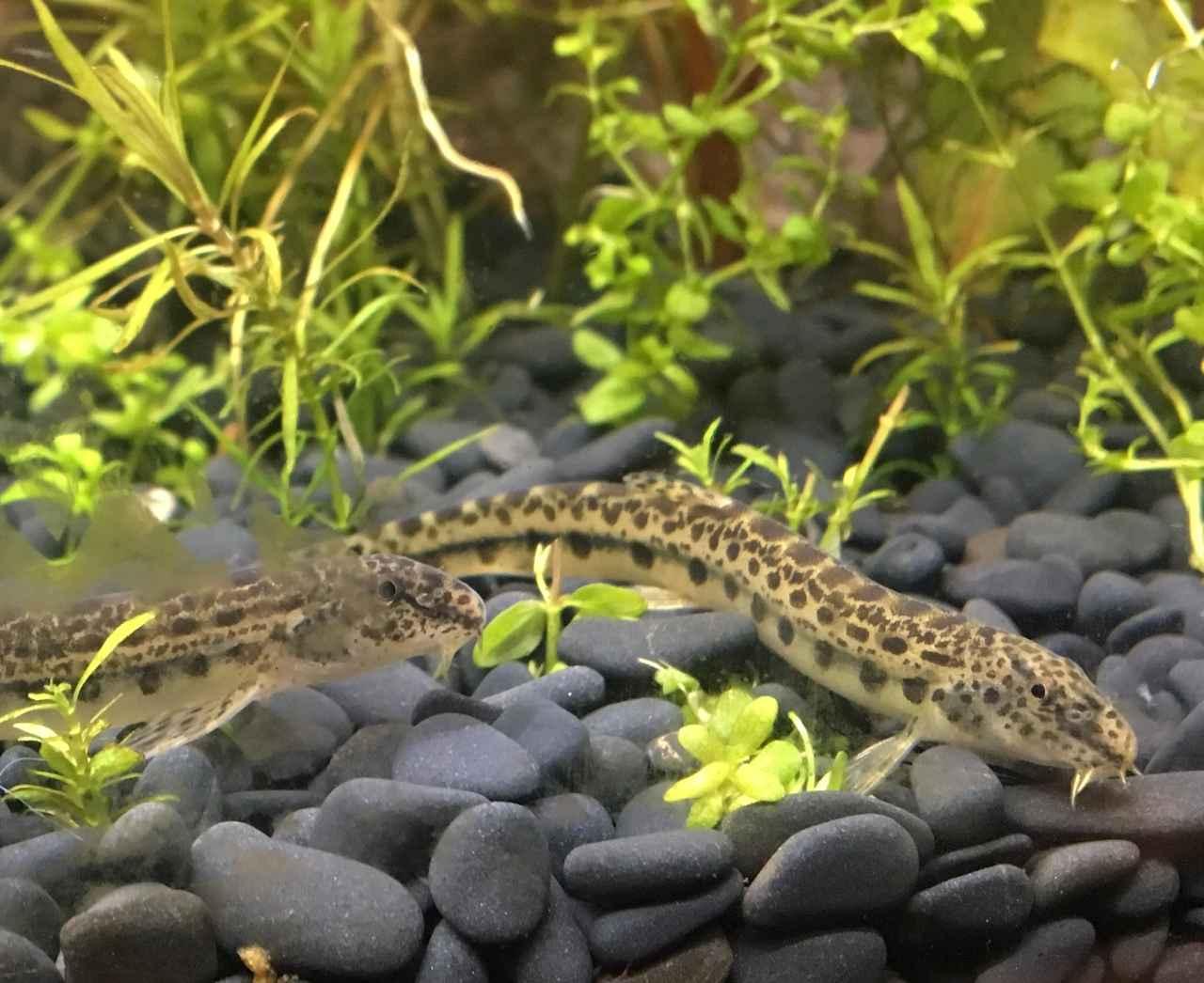 多魚種と混泳オヤニラミ ミニ淡水魚図鑑 釣った 採った で魚を飼ったり育てたり アクアリウム奮闘記 06 ルアマガ