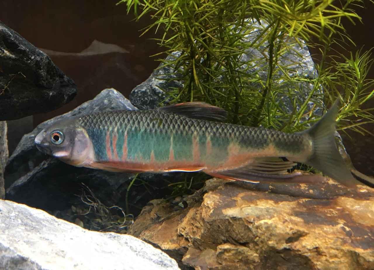 多魚種と混泳オヤニラミ ミニ淡水魚図鑑 釣った 採った で魚を飼ったり育てたり アクアリウム奮闘記 06 ルアマガ