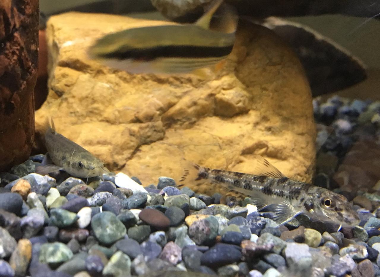 多魚種と混泳オヤニラミ ミニ淡水魚図鑑 釣った 採った で魚を飼ったり育てたり アクアリウム奮闘記 06 ルアマガ 多魚種と混泳オヤニラミ ミニ淡水魚図鑑 釣った 採った で魚を飼ったり育てたり アクアリウム奮闘記 06 ルアマガ