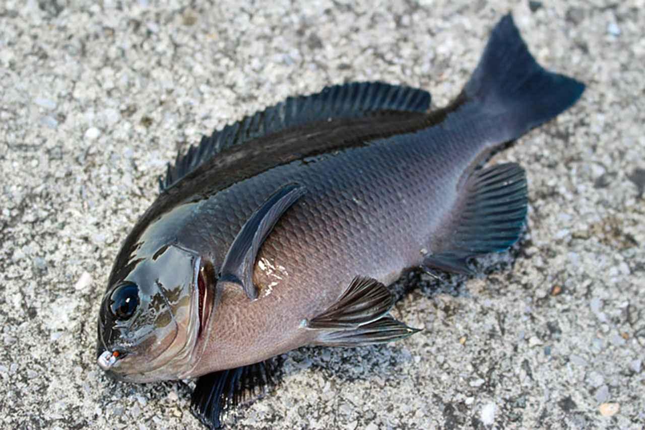 虫ヘッド釣法】ルアーロッドでも楽しめるカンタン♪ 海釣りガイド！【バスロッド流用】│ルアマガプラス