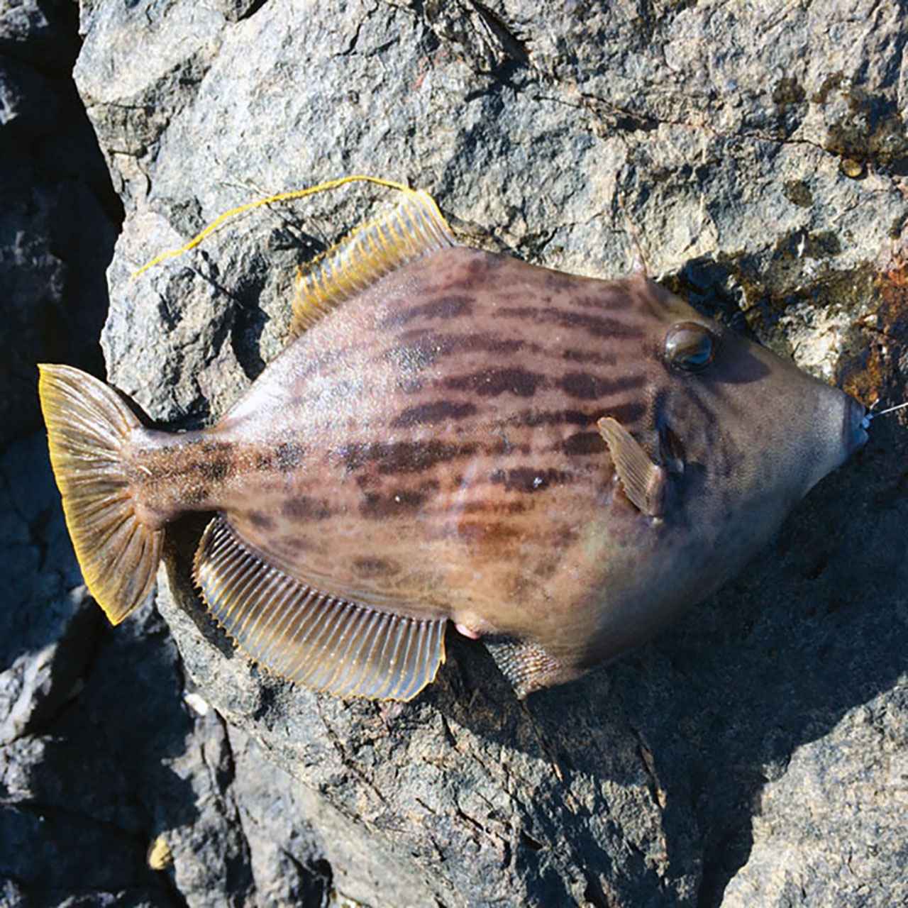 虫ヘッド釣法 ルアーロッドでも楽しめるカンタン 海釣りガイド バスロッド流用 ルアマガ