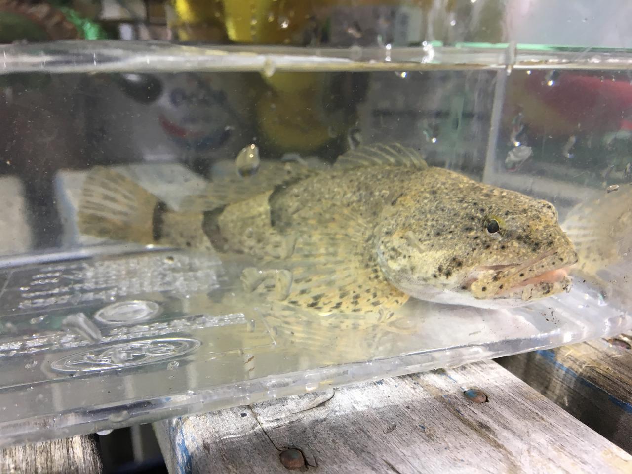 カマキリ という名の魚が見たくて 日本淡水魚ロマン譚 ルアマガプラス