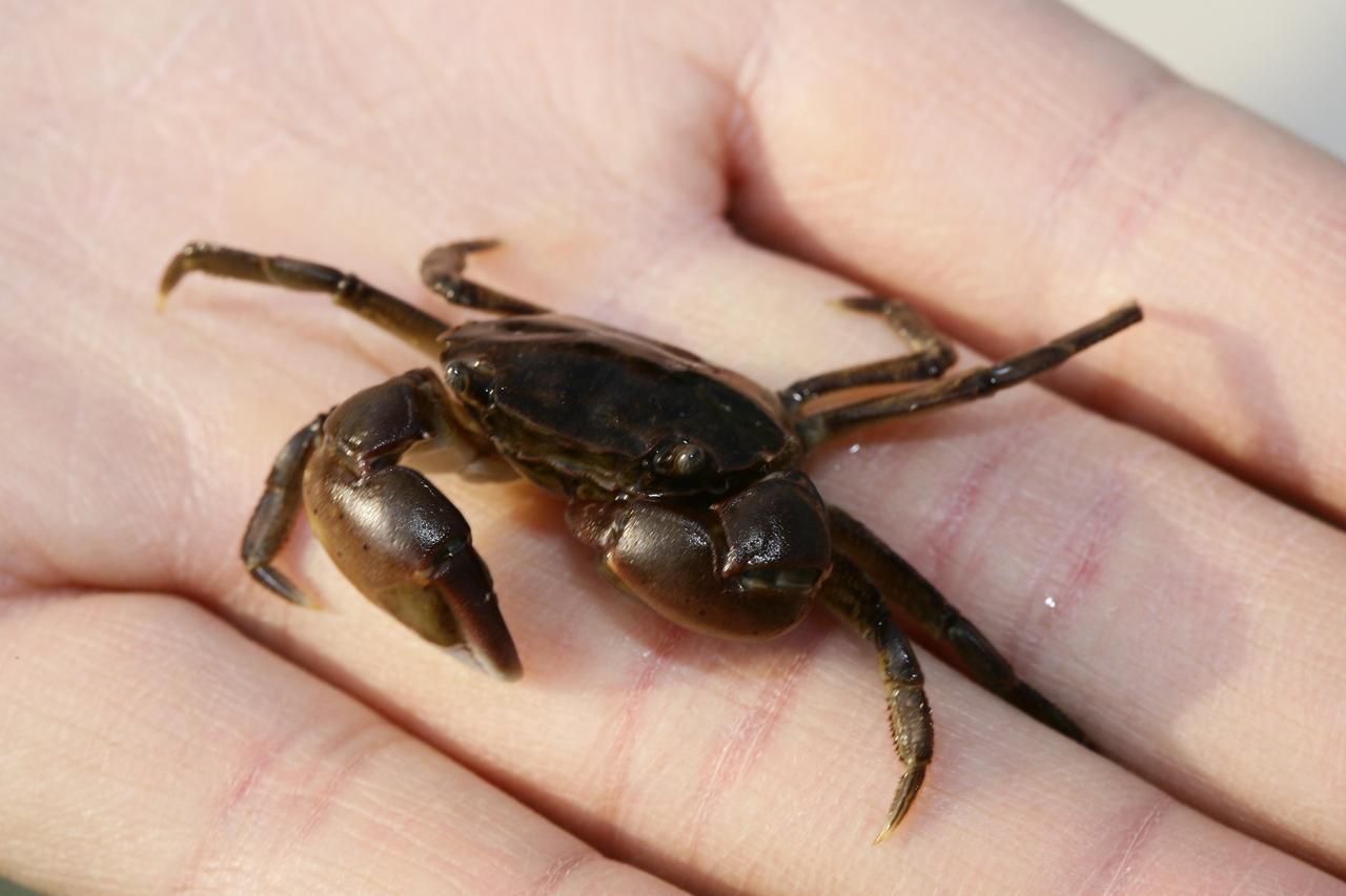 エギング 秋イカの数釣りは 足元 からのアプローチと ラン ガン ルアマガ