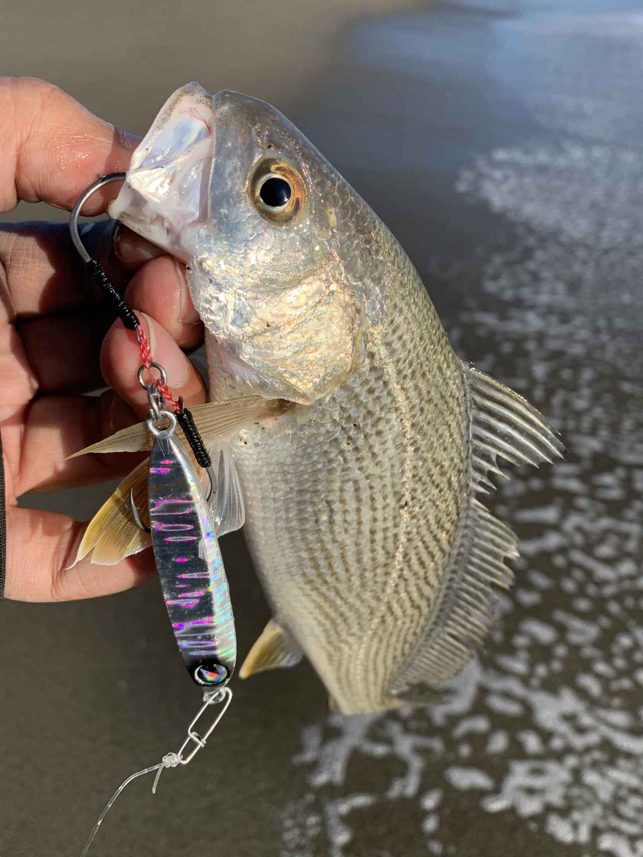 夢の大魚釣りシーズン開幕 宮崎県のサーフに太公望が押し寄せる ルアマガ