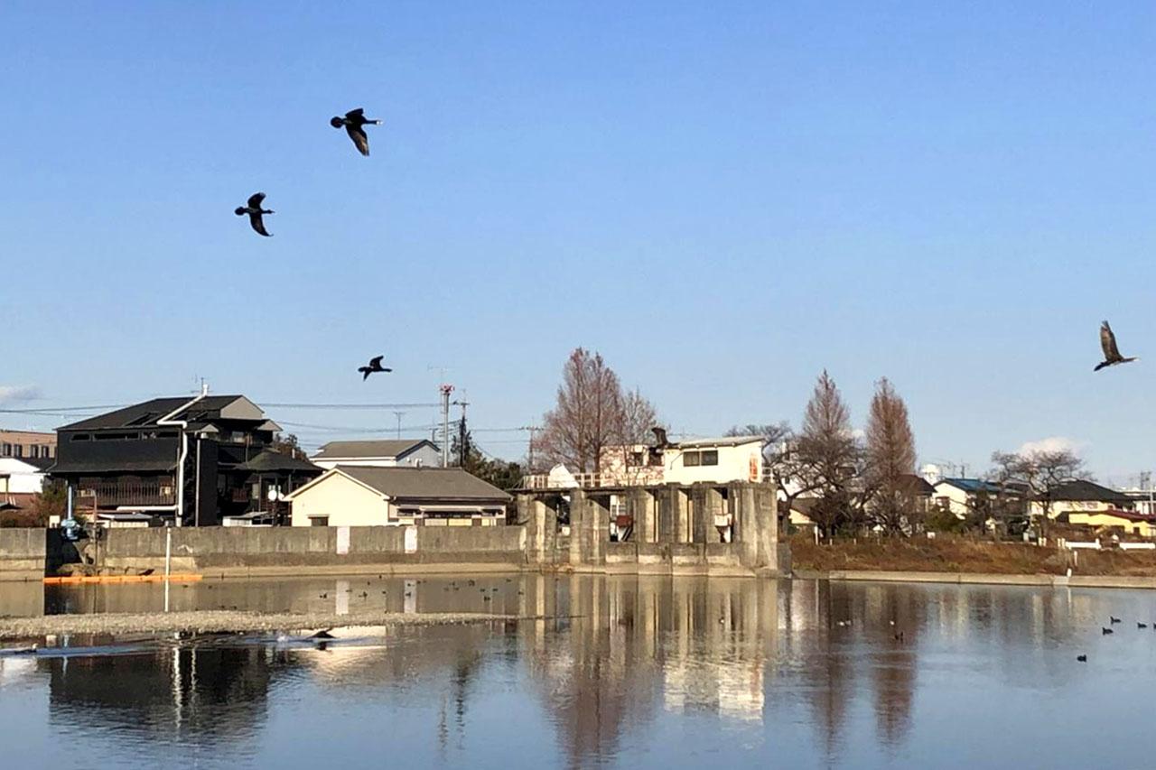 外来魚より怖い対お魚プレデター カワウ の話から考える 駆除 と 保護 その1 カワウは悪者なのか ルアマガ