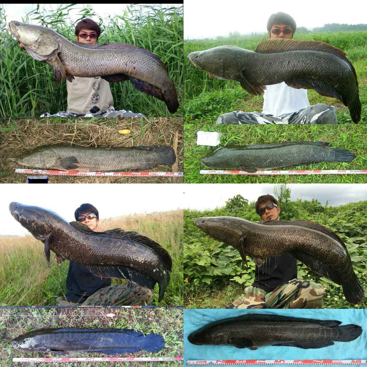 メーター を釣り上げた漢達列伝 雷魚編 中部のスナイパー 加藤 武 第1回 ルアマガ メーター を釣り上げた漢達列伝 雷魚編 中部のスナイパー 加藤 武 第1回 ルアマガ