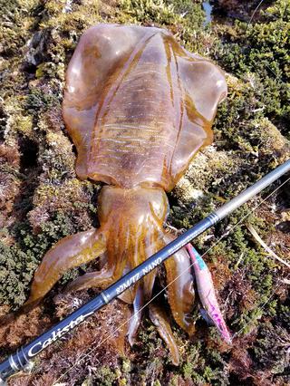 春のでかイカは 三段階強ジャーク テンションフォール で抱かす 林剛玄流エギング超絶奥義パート ルアマガ