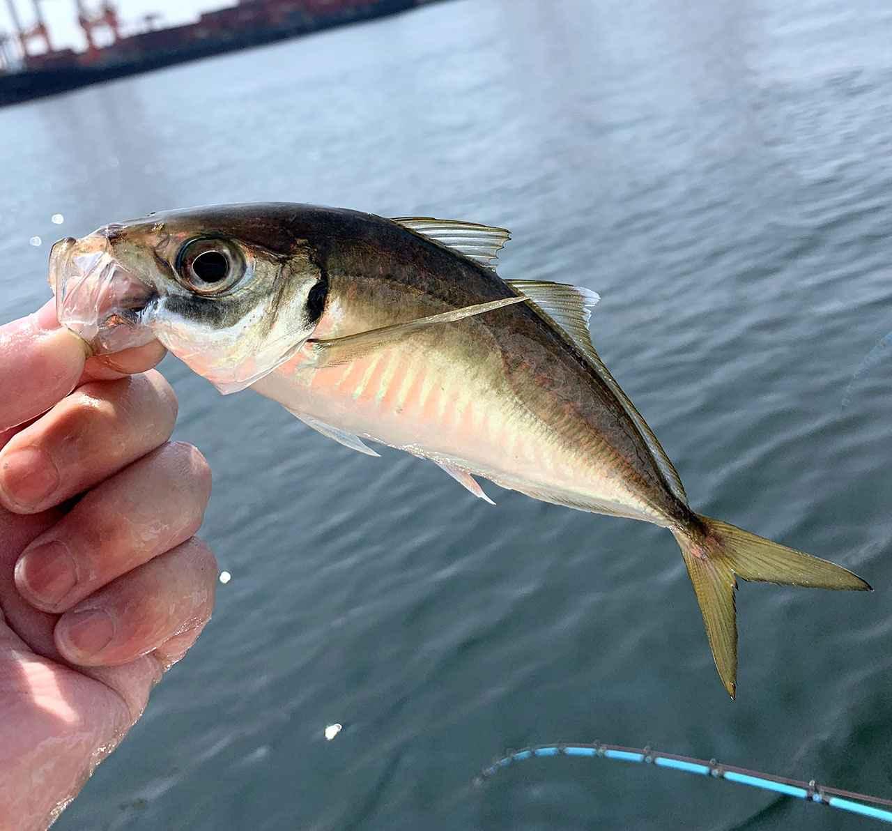 船から簡単に狙えるアジの釣り方 捌き方 最上シェフの美味しい魚図鑑 ルアマガ