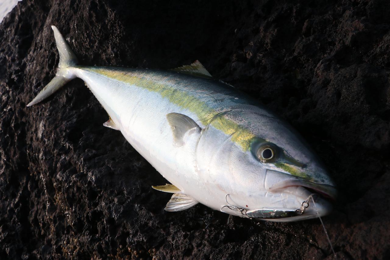 ライトショアジギング釣果を優先するなら 磯 に行くべし ルアマガ