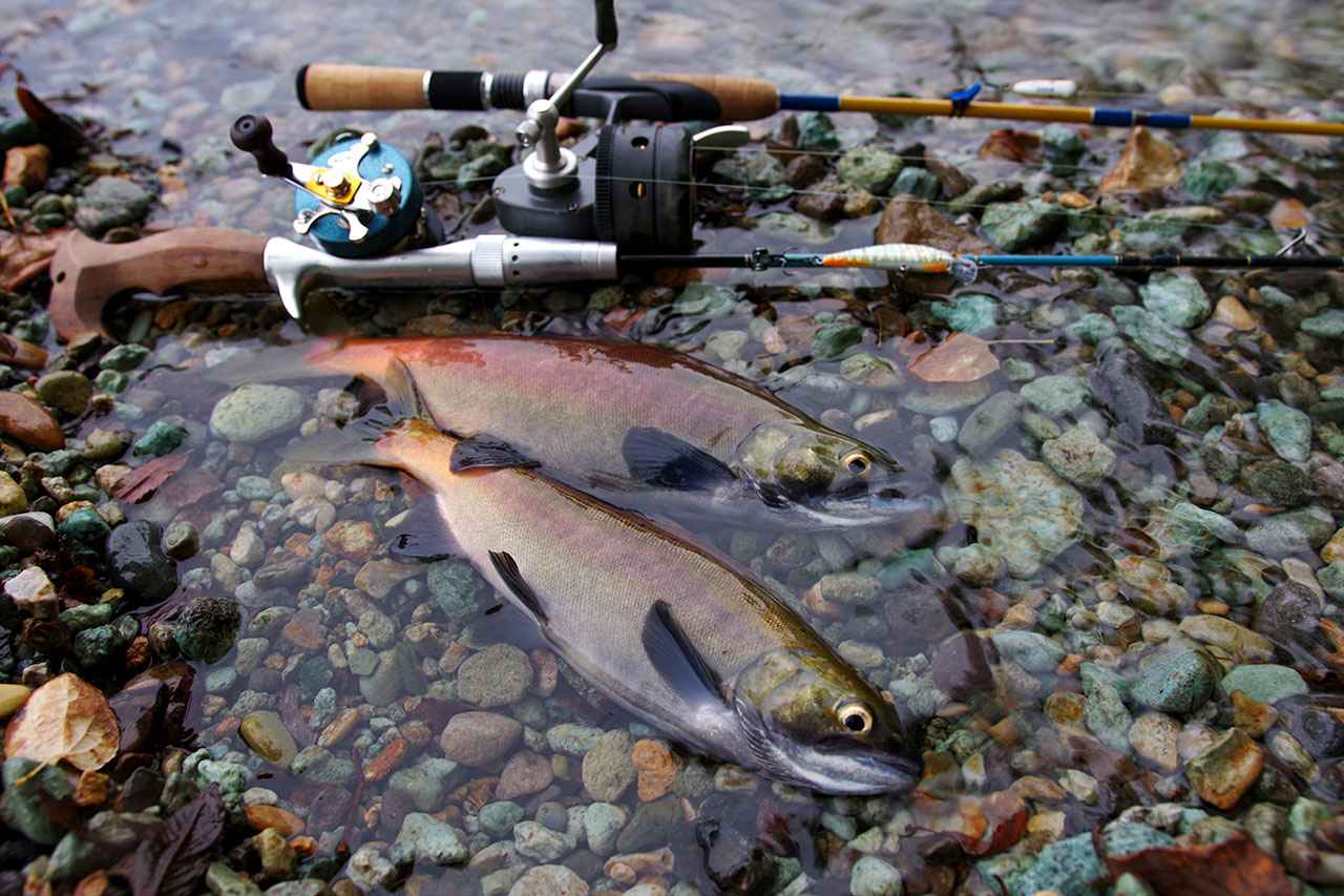 絶景の十和田湖でヒメマス釣り 無節操アングラーやまけんの 釣りに行ってもいい 10 ルアマガ 絶景の十和田湖でヒメマス釣り 無節操アングラーやまけんの 釣りに行ってもいい 10 ルアマガ