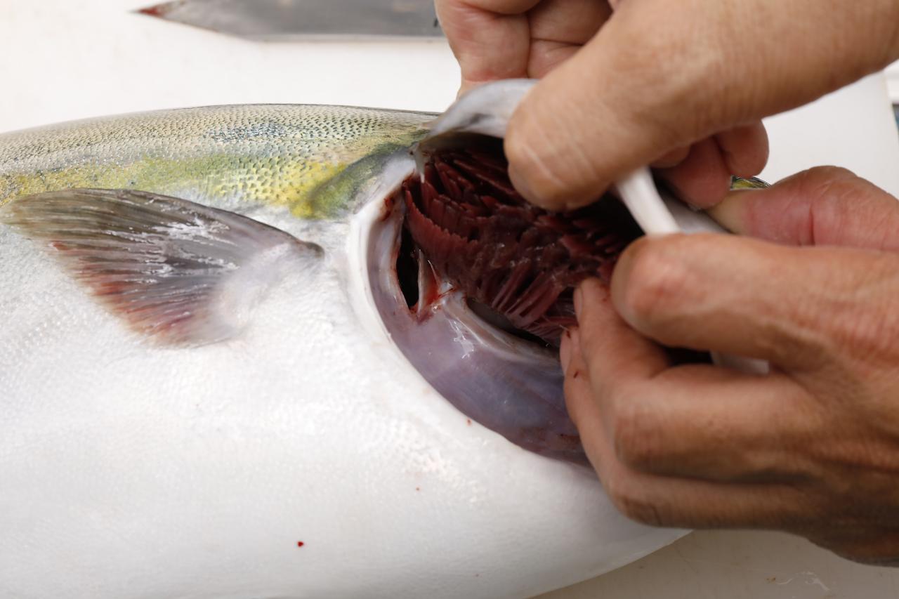 初心者でもできる津本式講座 劇的に魚が美味しくなる血抜き 仕立て方 道具なんていらない基本のキ ルアマガプラス