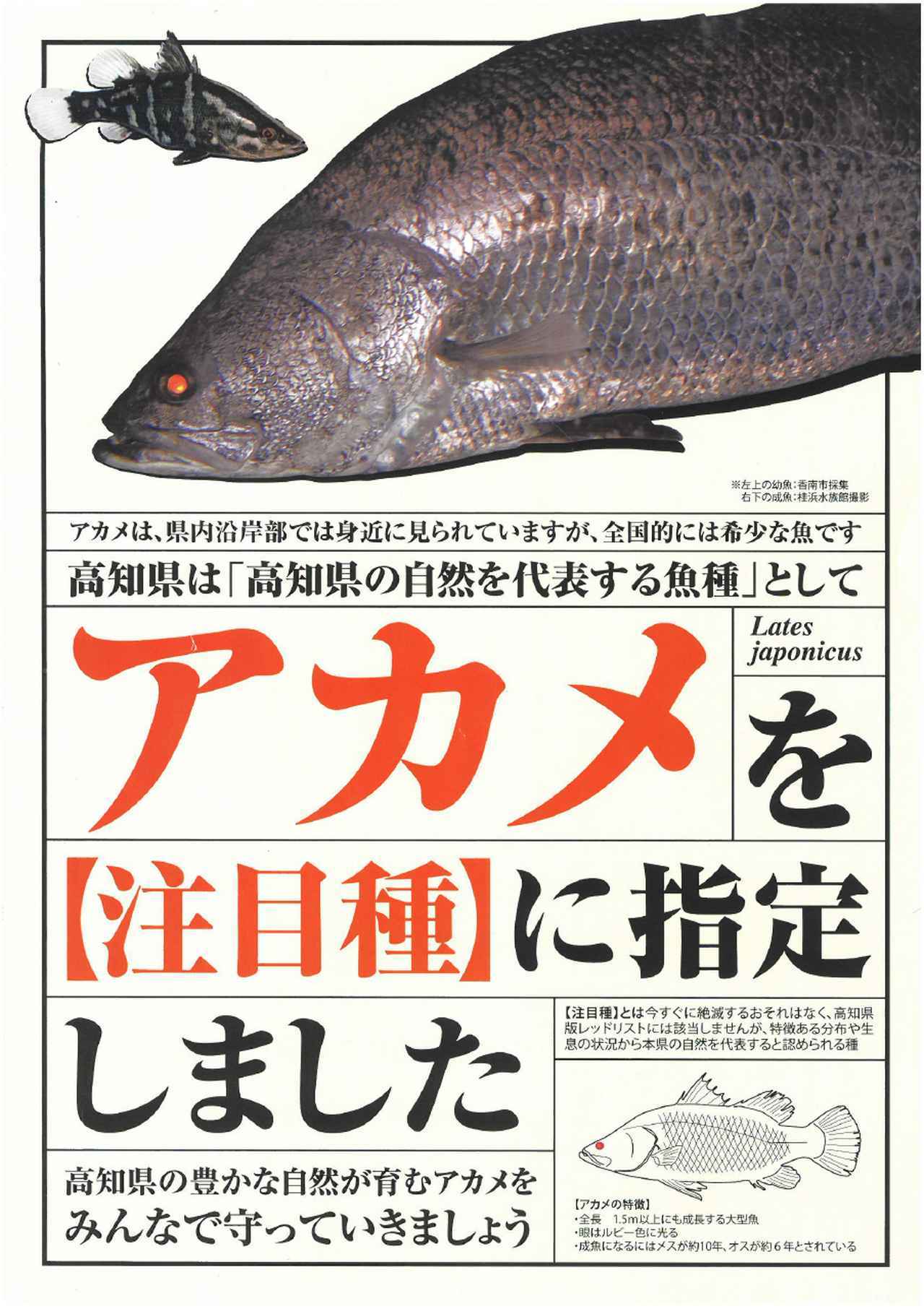 幻の怪魚 アカメを高知県が 注目種 に指定 釣りの対象魚として官民一体で守る話 ルアマガ