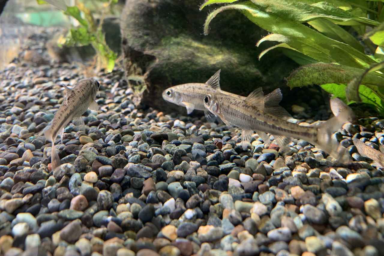 多魚種と混泳オヤニラミ ミニ淡水魚図鑑 釣った 採った で魚を飼ったり育てたり アクアリウム奮闘記 06 ルアマガ