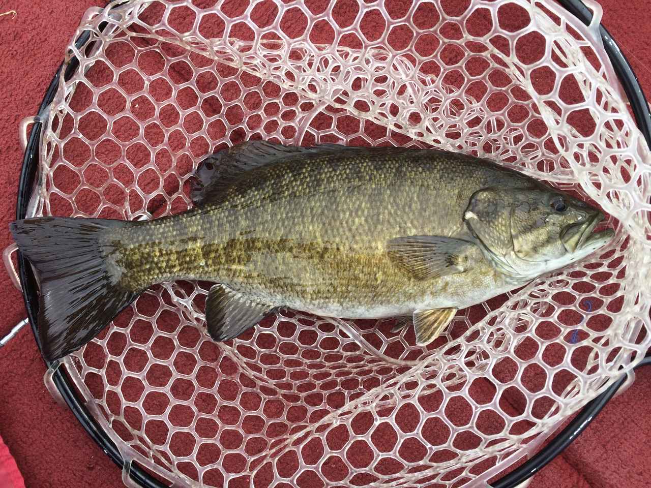 野尻湖でバス釣り初体験 果たして超初心者でもスモールマウスバスは釣れるのか ルアマガ