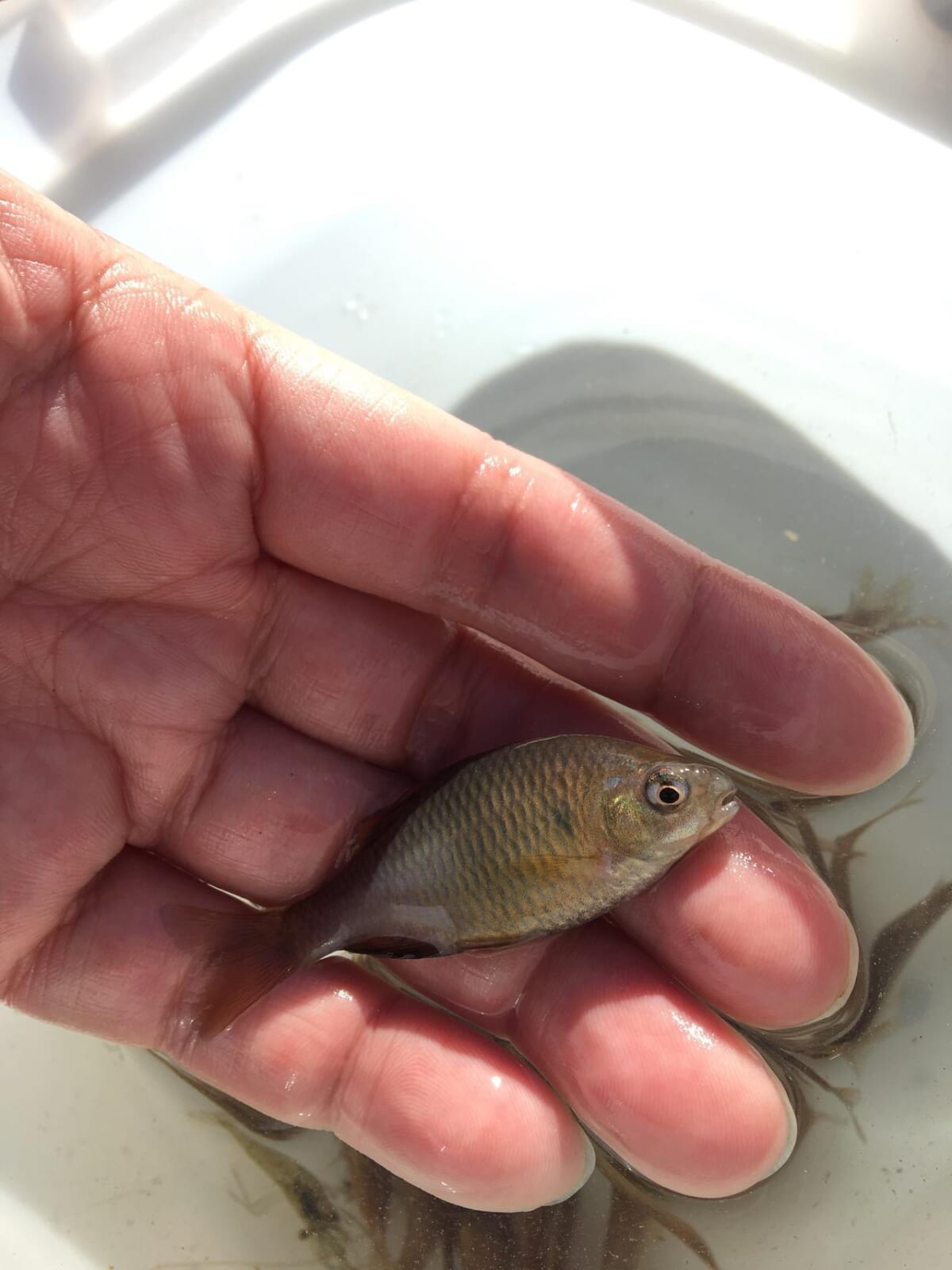 離島にアブラボテというタナゴを探しにいった話 日本淡水魚ロマン譚 長崎県壱岐島 ルアマガ