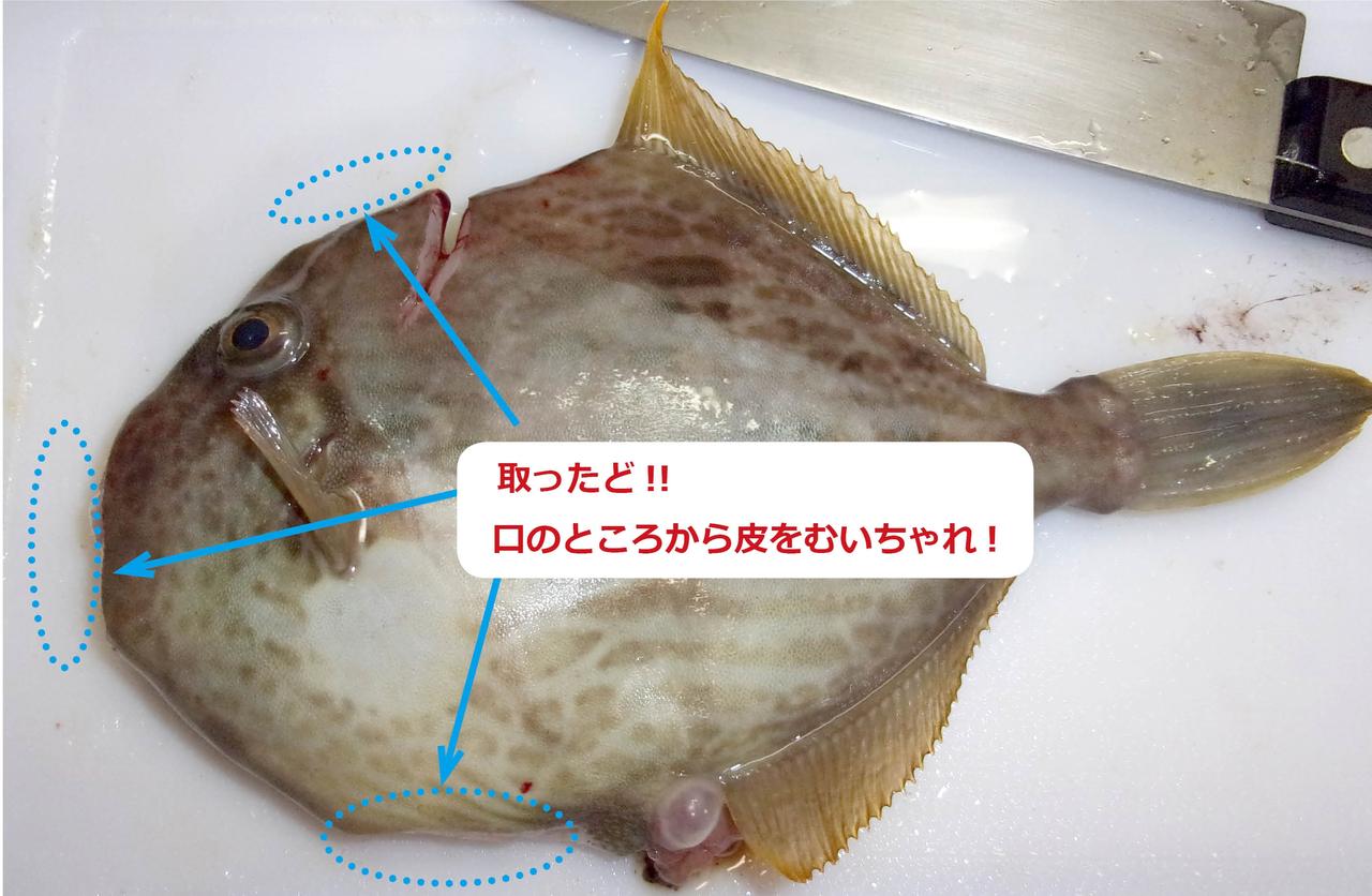 冬の人気釣り物 肝パンパンのカワハギを味わいつくす さばき方解説付き 釣り師のレシピ ルアマガ