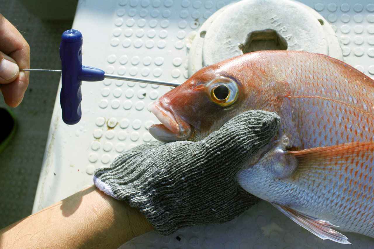 ルミカの魚の絞め具にコンパクトな新モデルが登場 神経締めミディアム ルアマガ
