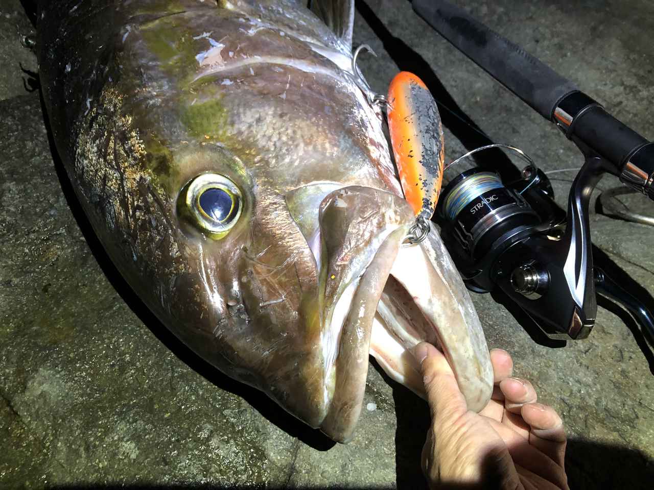 釣り引退セット まぐろ ヒラマサ かんぱち | www.fgu-sinatas-lombardia.it