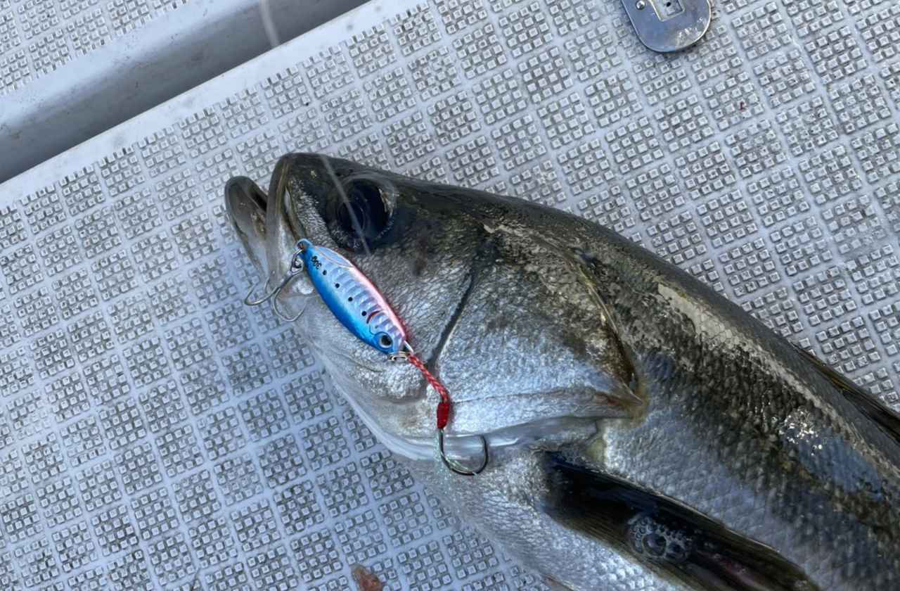 お財布に優しい通販釣り具！ 使える激安アイテムに注目。Amazon