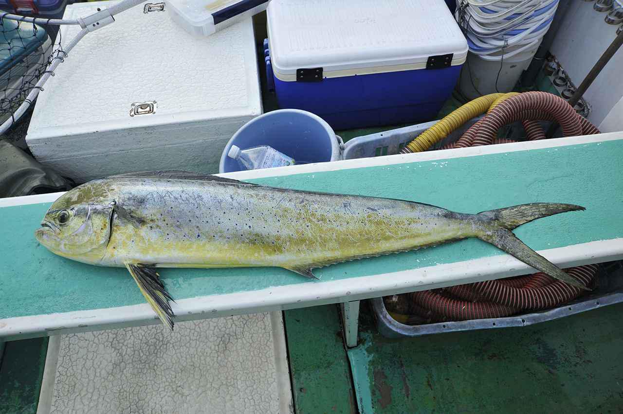 シイラを釣るコツは潮目に向かって 遠投 速巻き 渡邉式 ライトショアジギング魚種別釣り分けテク ルアマガプラス