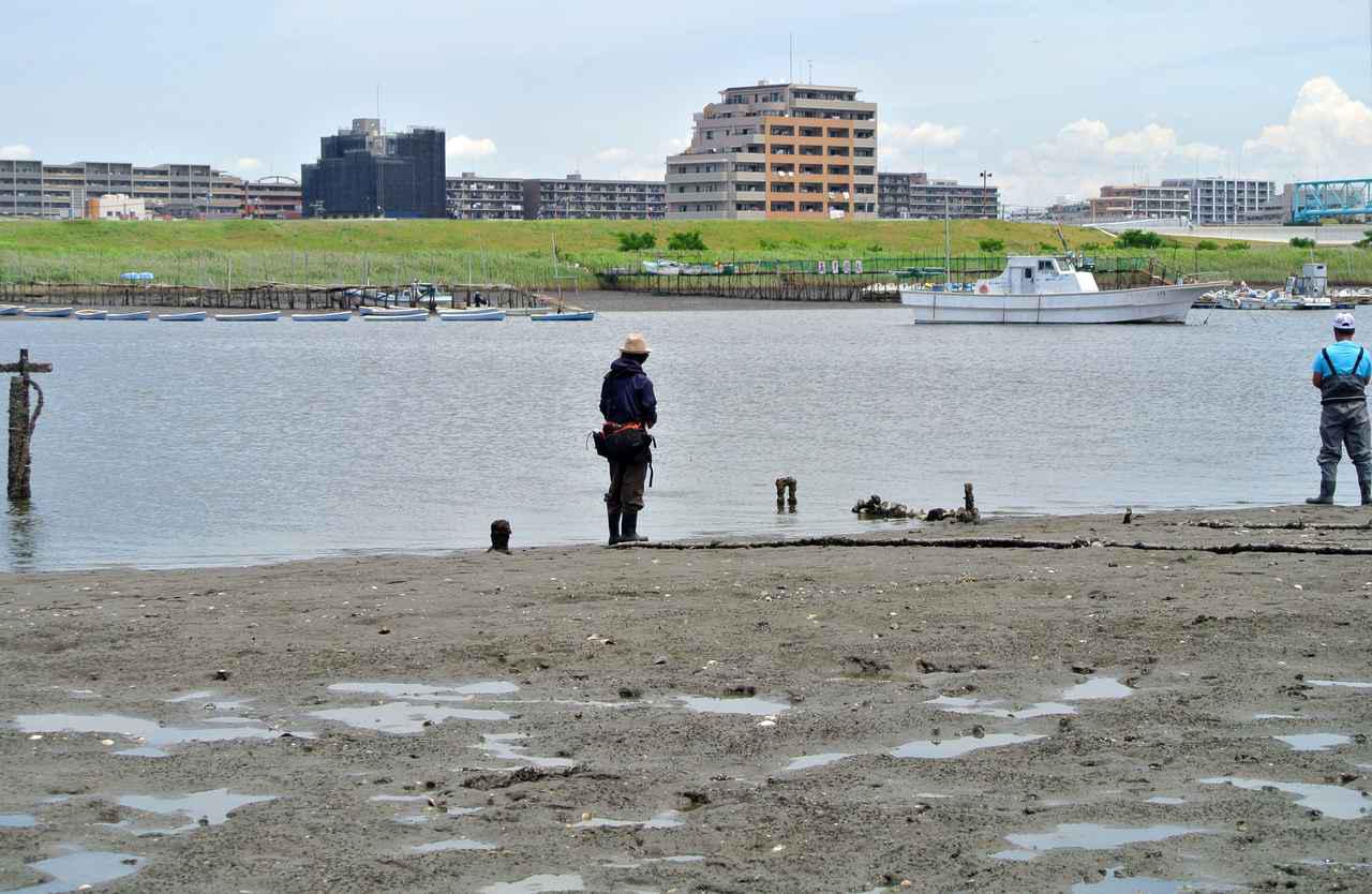 東京湾のマハゼはどこにいる 誰でもハゼ釣りで参加できる江戸前ハゼ復活プロジェクト マハゼの棲み処調査 ルアマガ