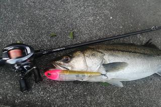 SHIMANO JACKALL ポイズンアドレナ　169XH SB 2よろしくお願い致します♪