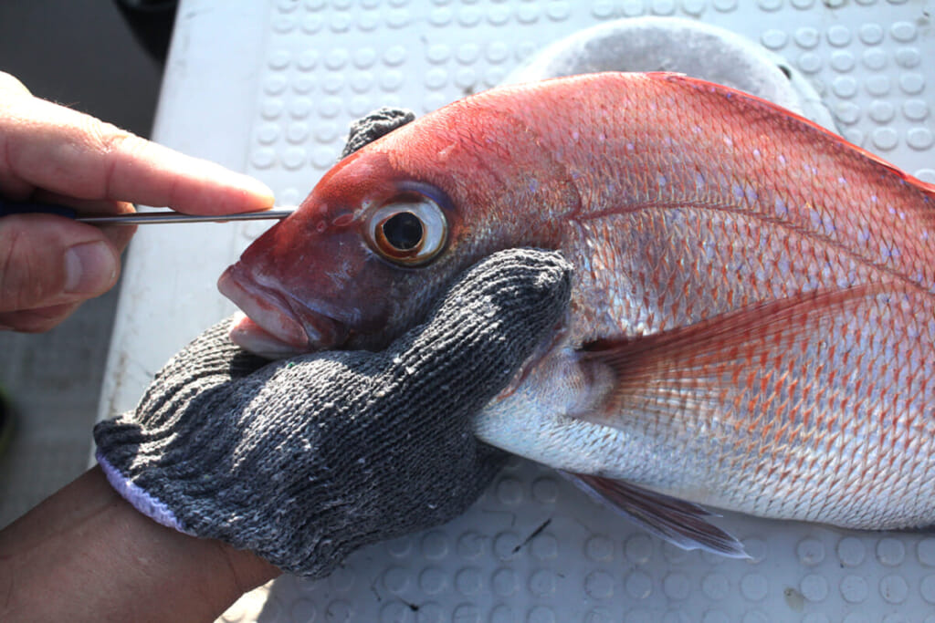 釣った魚が料亭の味に！ だれでも簡単に神経締めが実践できる『神経絞めミディアム（ルミカ）』│ルアマガプラス