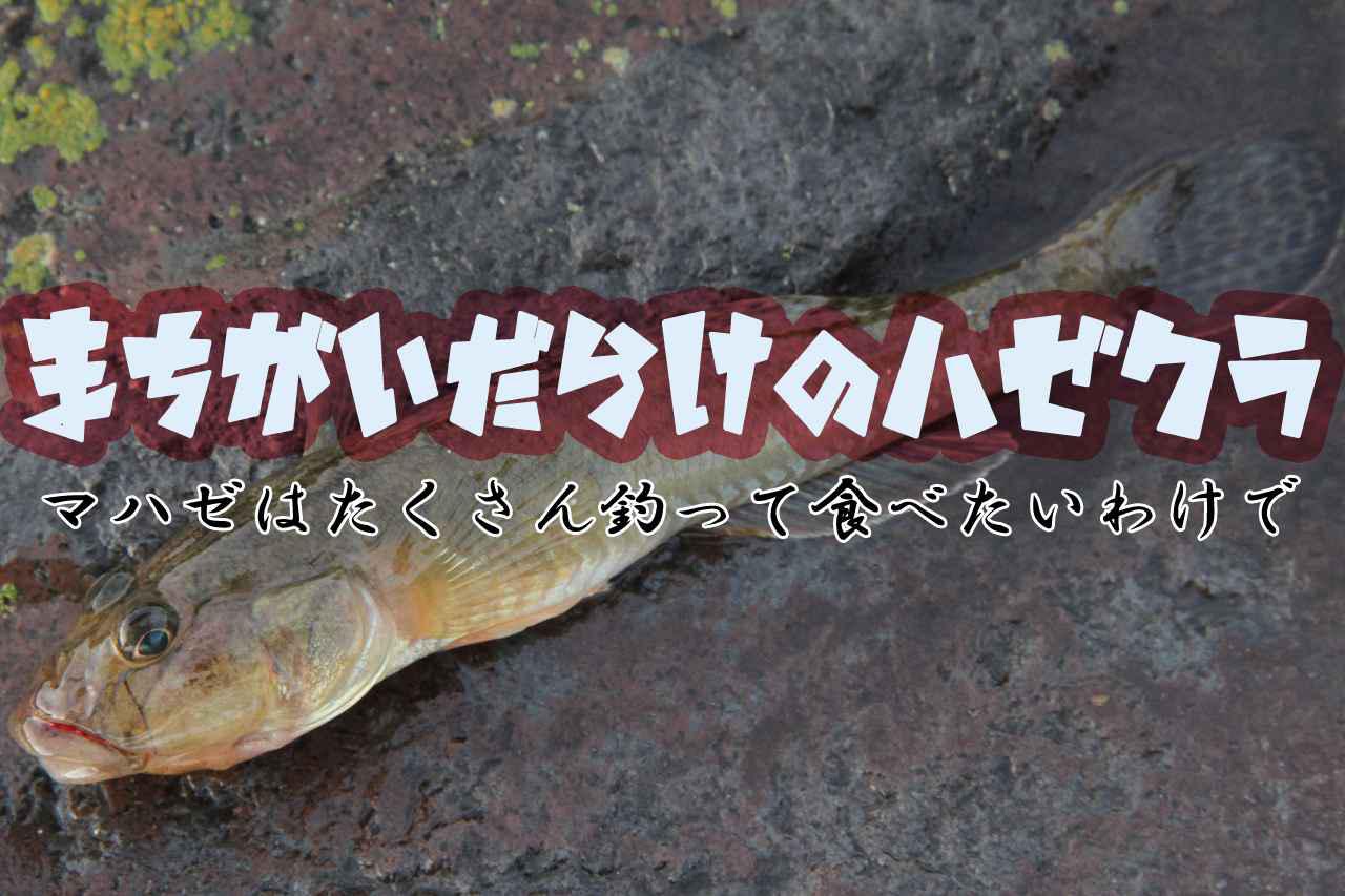 東京湾のマハゼはどこにいる 誰でもハゼ釣りで参加できる江戸前ハゼ復活プロジェクト マハゼの棲み処調査 ルアマガ