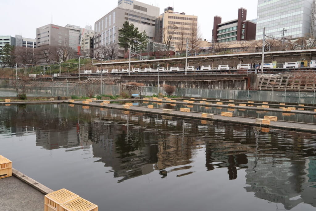 東京の釣り堀と言えばココ 市ヶ谷フィッシュセンターで鯉を釣る方法 都内釣り堀めぐり ルアマガプラス