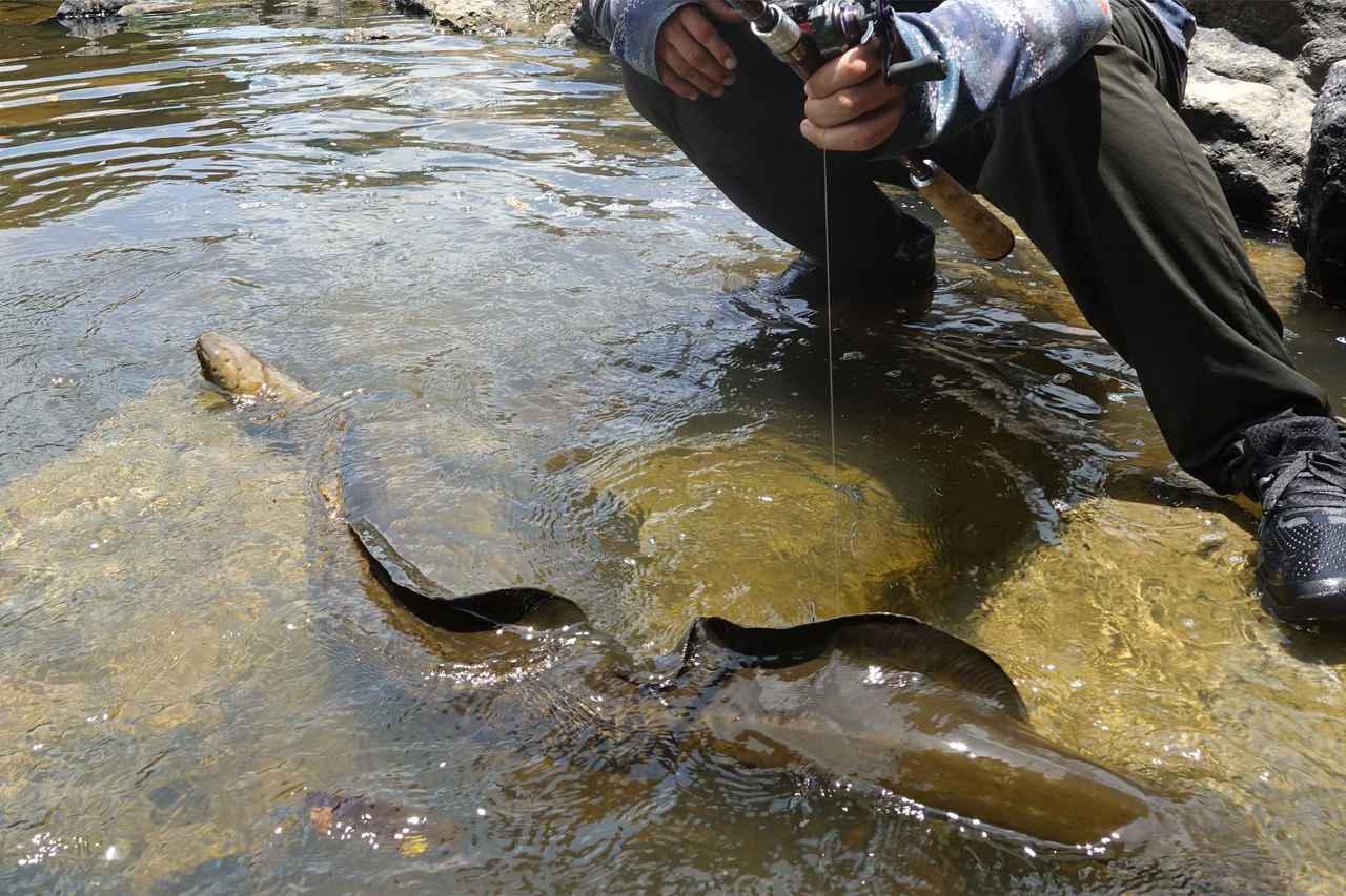 南米のタライロンを狙え その3 跳ねて 暴れて 走っての暴君攻略 World Expedition Fishing Fishman Ken ルアマガ