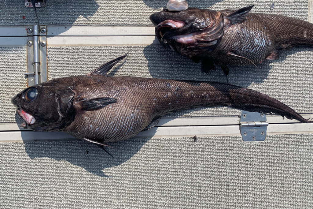 釣れる深海魚！ コイツ等の名前知ってる？│ルアマガプラス