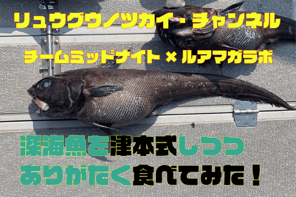 深海1000mの魚たちを津本式血抜きして食べてみた チームミッドナイト ルアマガラボ共同プロジェクト リュウグウノツカイチャンネル ルアマガ