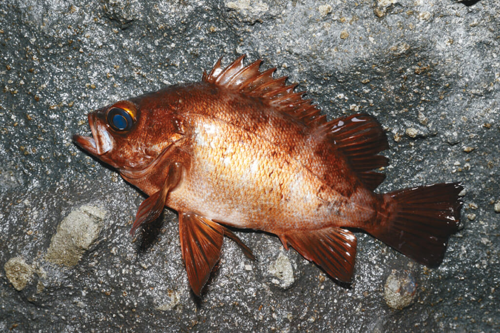 海に潜るとそこには魚の大群が 水中写真で見るサカナの生態 メバル編 ルアマガ